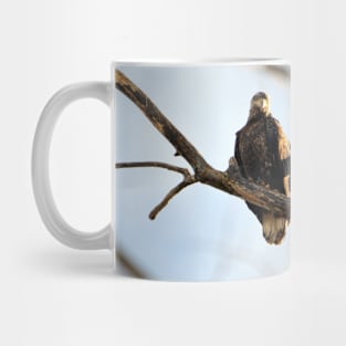 Juvenile Bald Eagle Mug